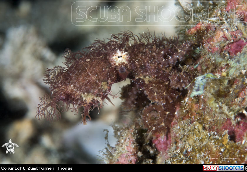 A Hairy Octopus