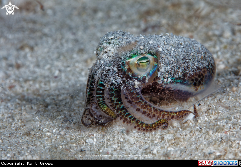A Bobtail squid