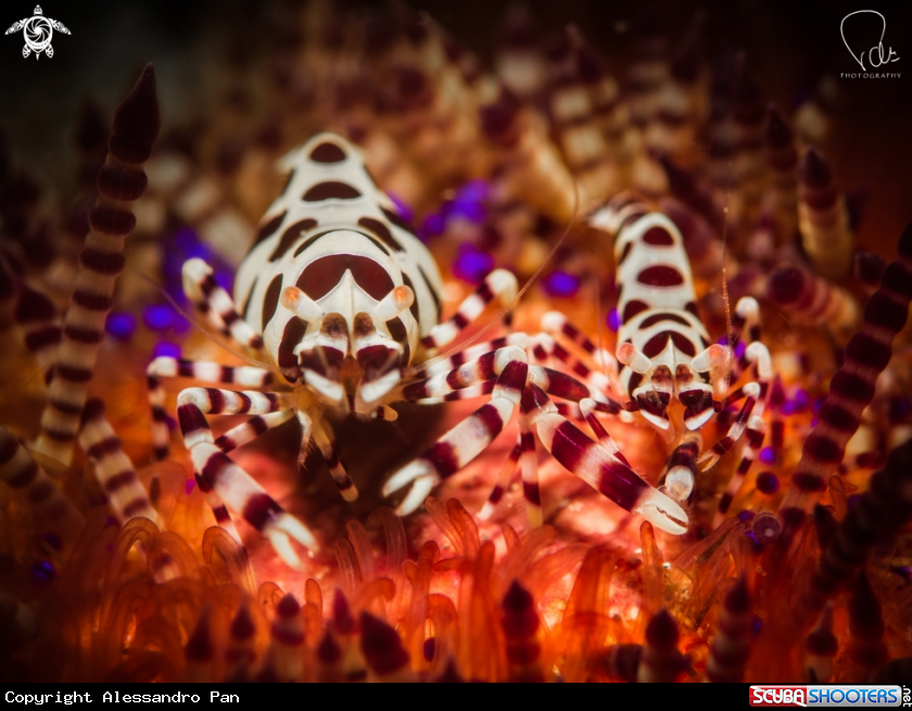 A Coleman Shrimp