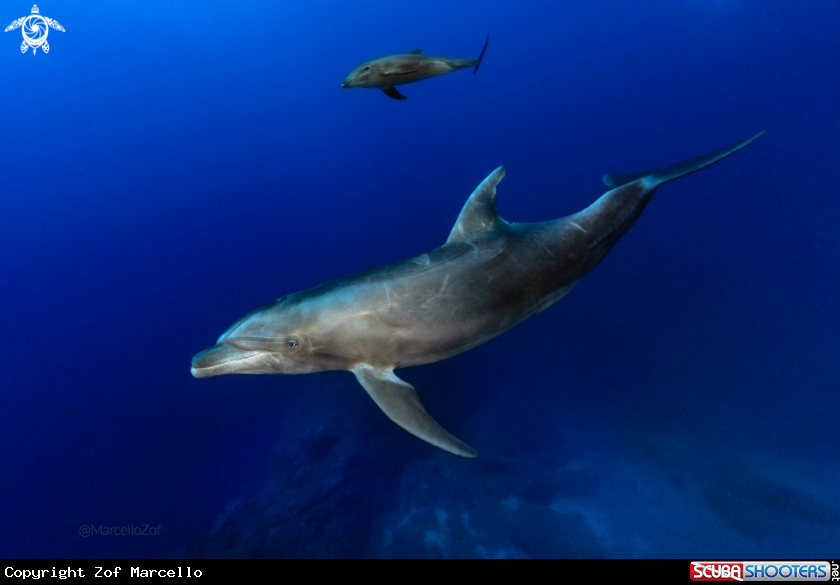 A Bottlenose Dolphin