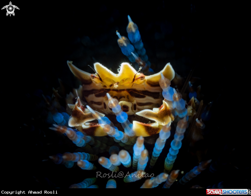 A Zebra Crab