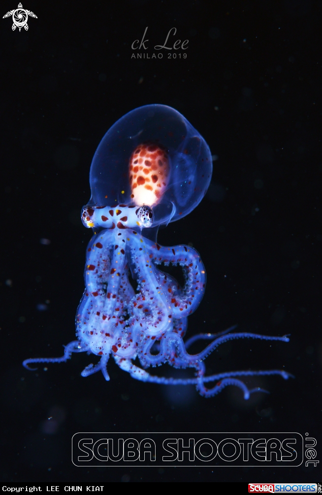 A Alien octopus