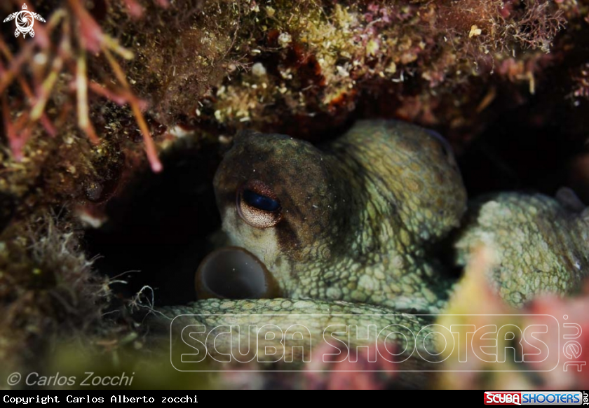 A Pulpo