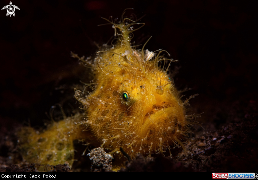 A Hairy frogfish