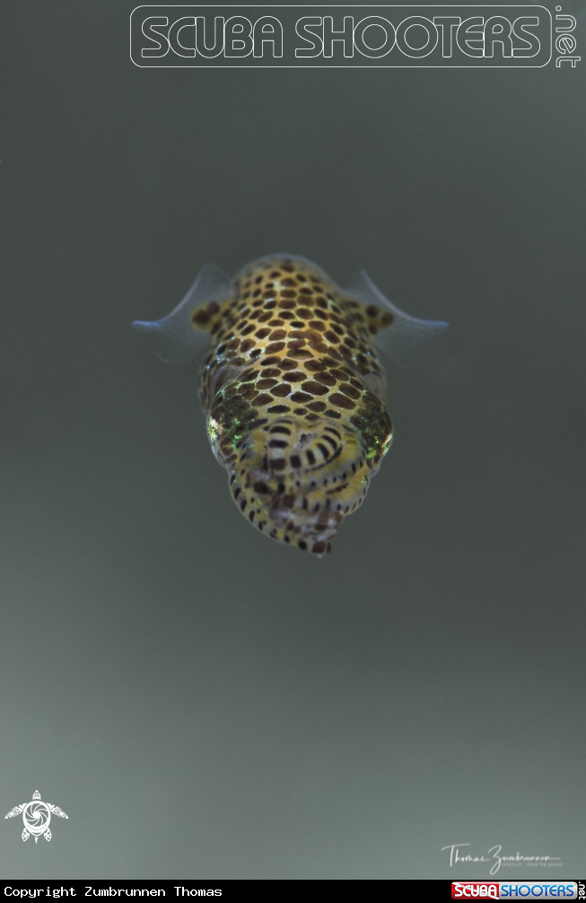 A Squid 