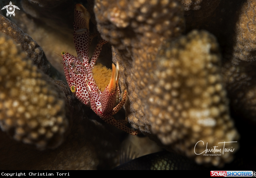 A hard coral crab