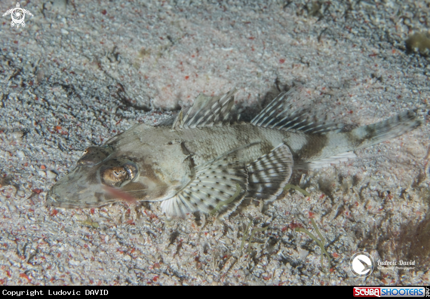 A Thorny Flathead