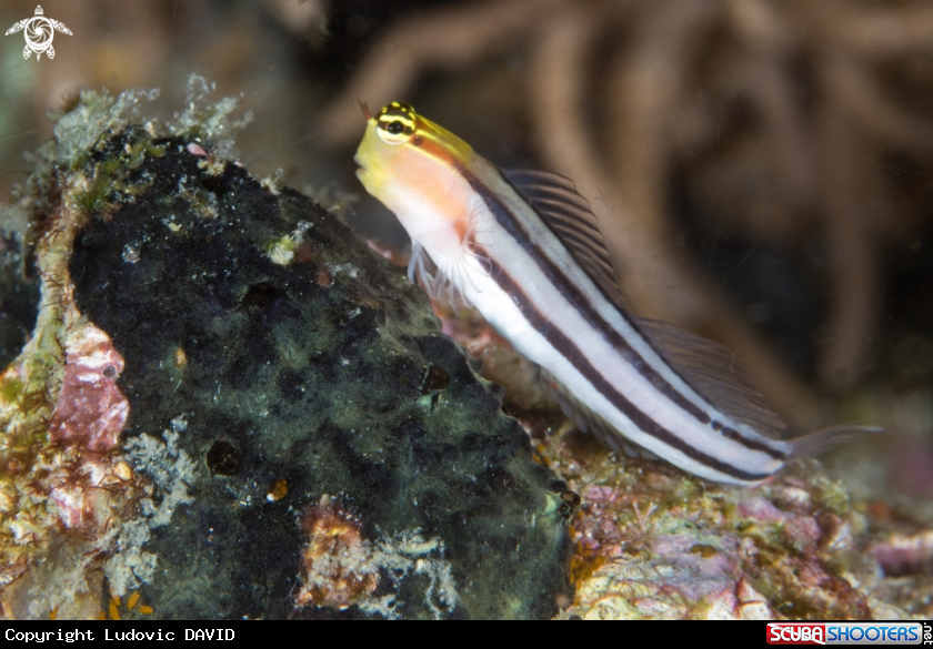 A Bath's Blenny