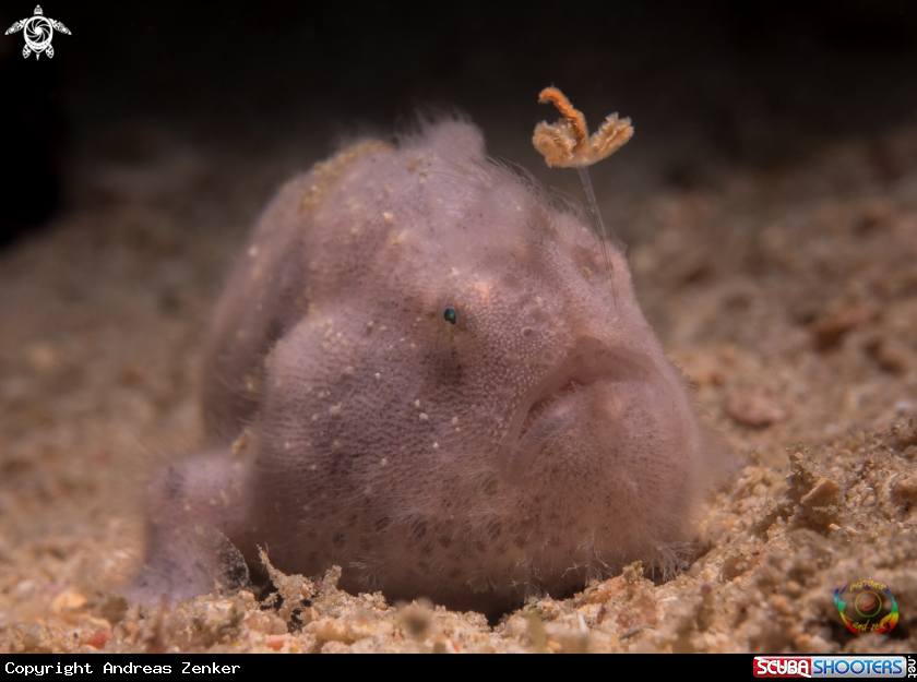 A Striated frogfish