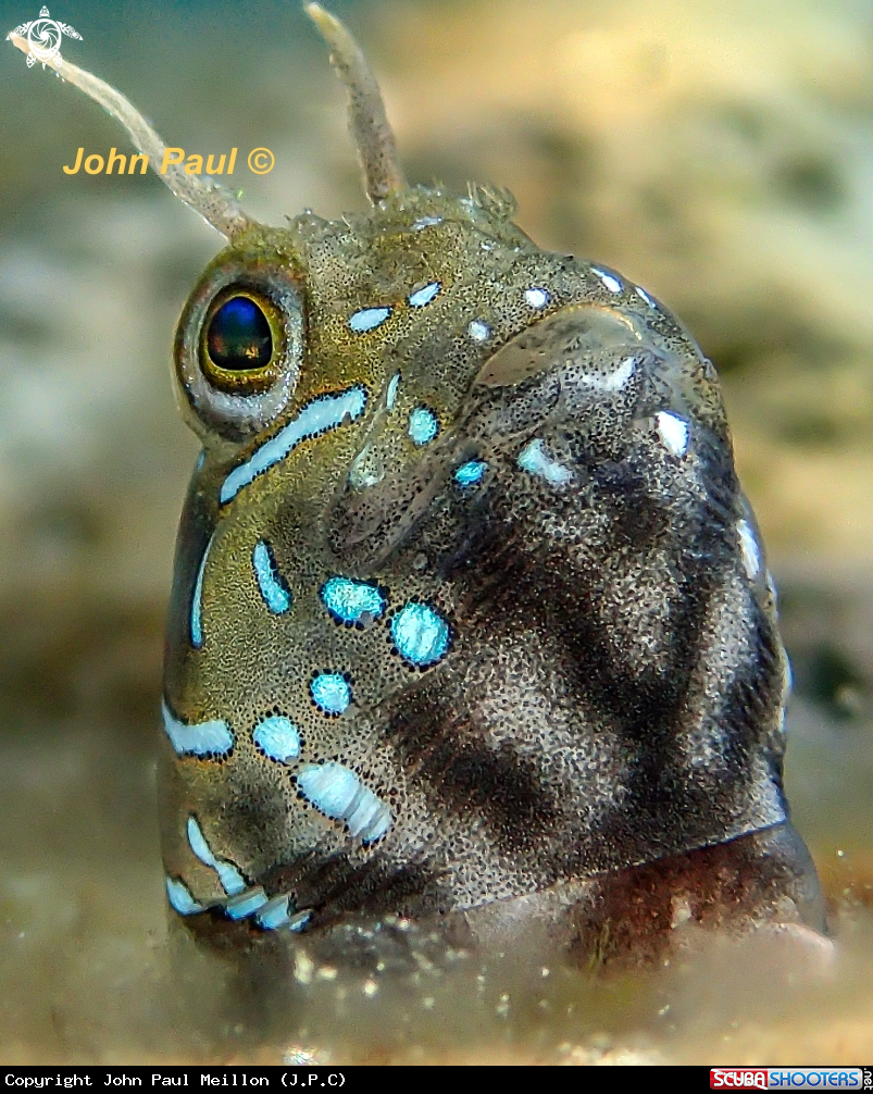 A BLENNIE SPHINX