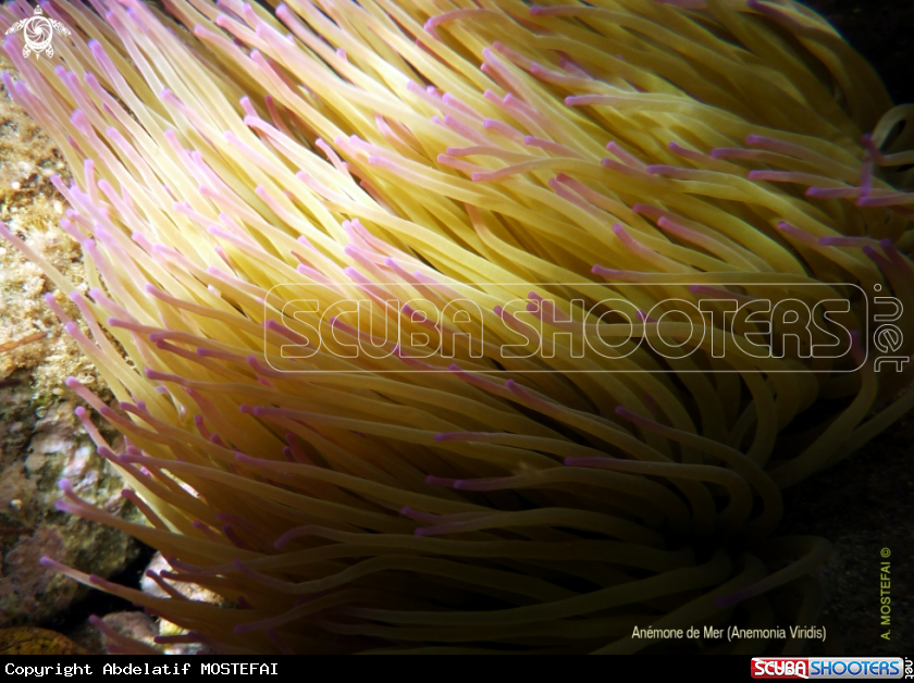 A underwater creature