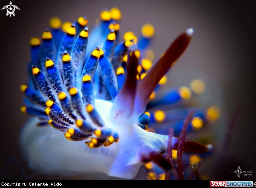 A Trinchesia Seaslug