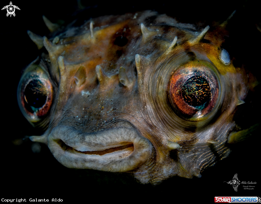 A Pufer Fish