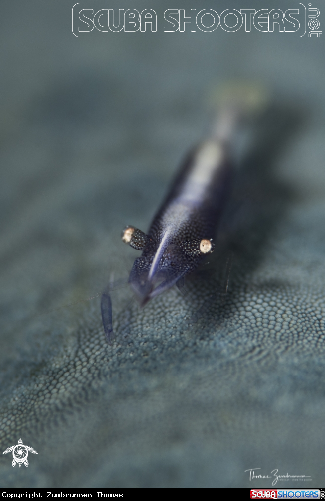 A Starfish Shrimp