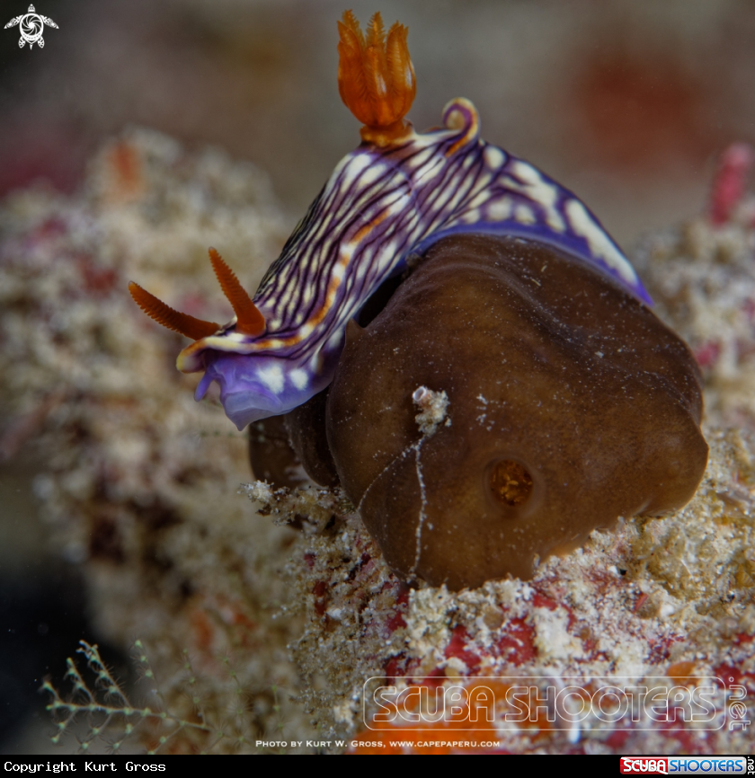 A Nudibranche