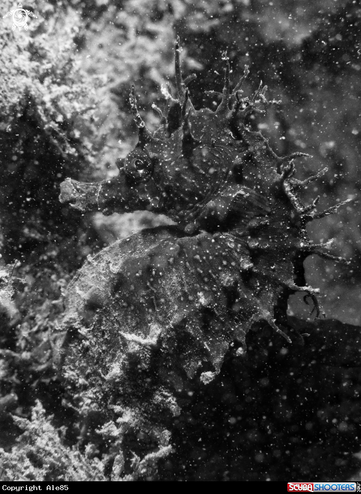 A Hippocampus guttulatus