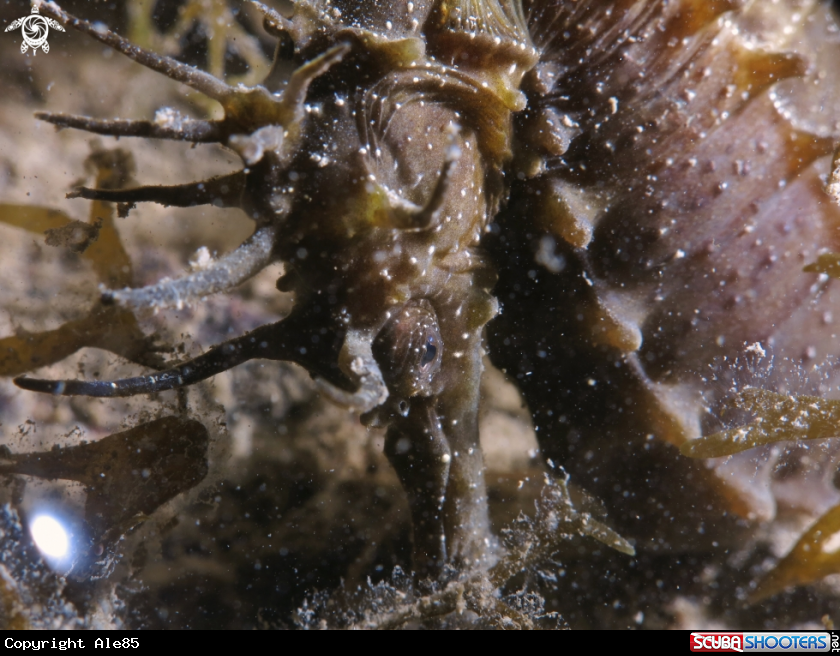 A Hippocampus guttulatus