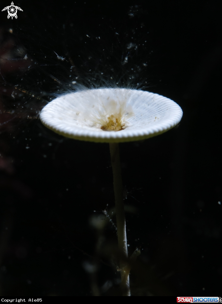 A Acetabularia acetabulum 