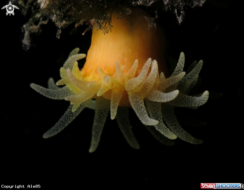 A Leptosammia pruvoti 