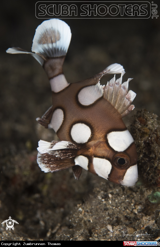 A Sweetlips Fish 