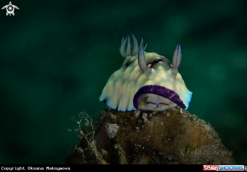 A Nudibranch Goniobranchus hintuanensis