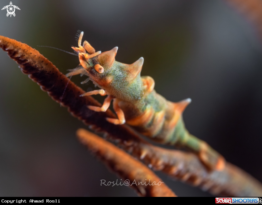A Dragon Shrimp
