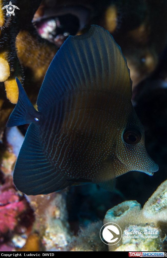 A Brushtail Tang