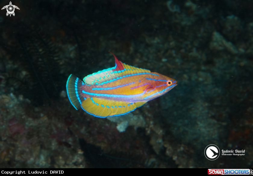 A Yellowfin Flasher
