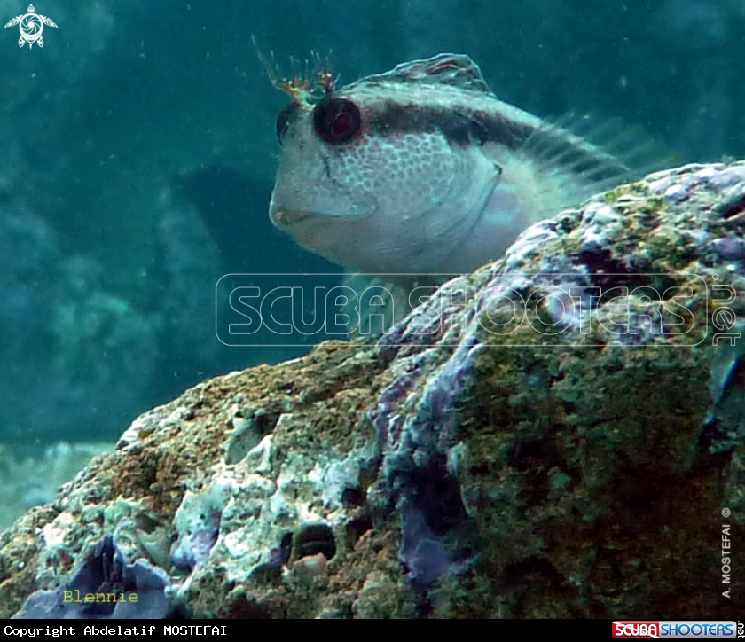 A underwater creature