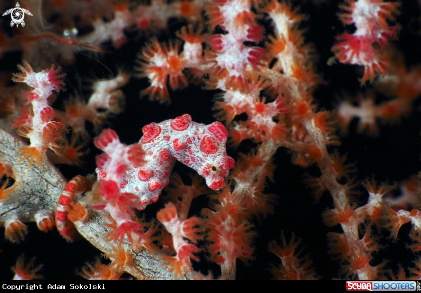 A Pygmy seahorse