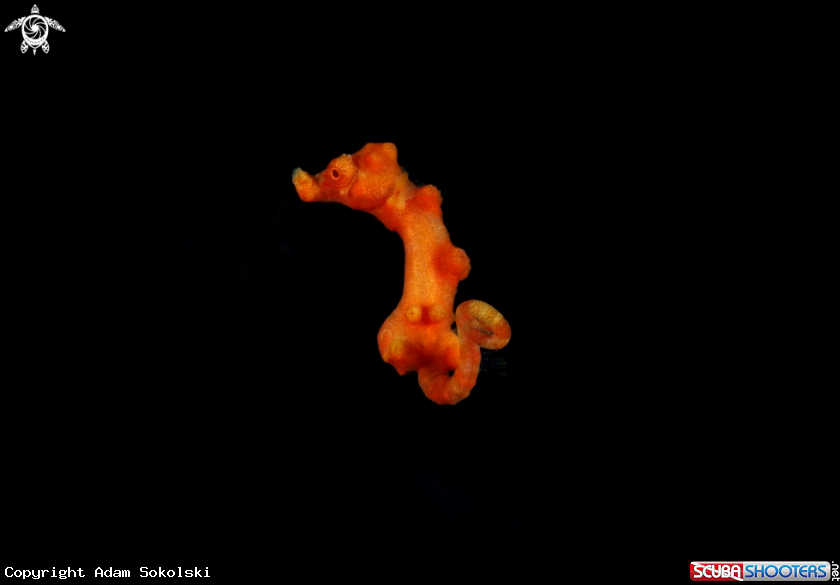 A Pygmy seahorse