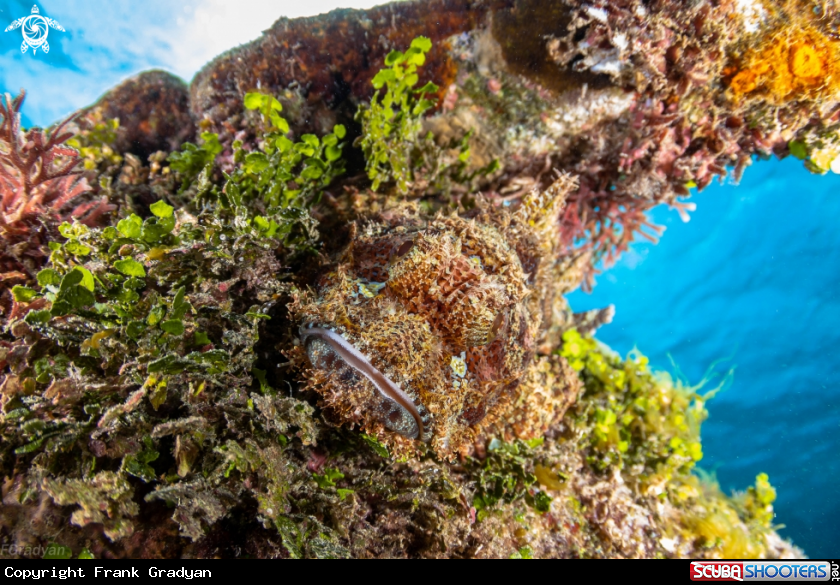 A Scorpion fish
