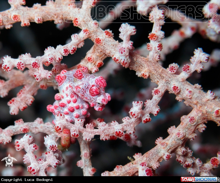 A Pygmy Seahorse