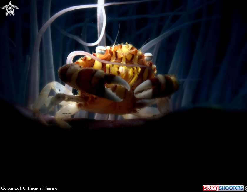 A Crab