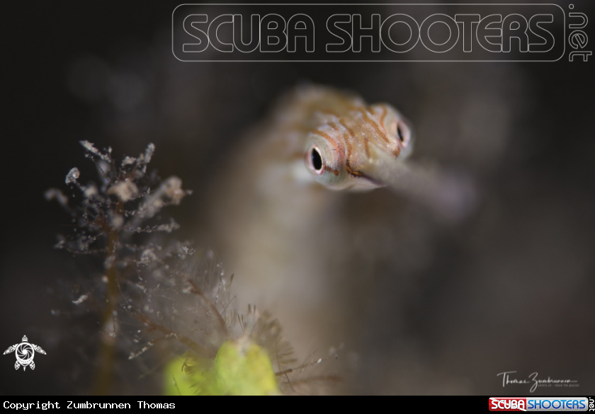 A Pipefish 