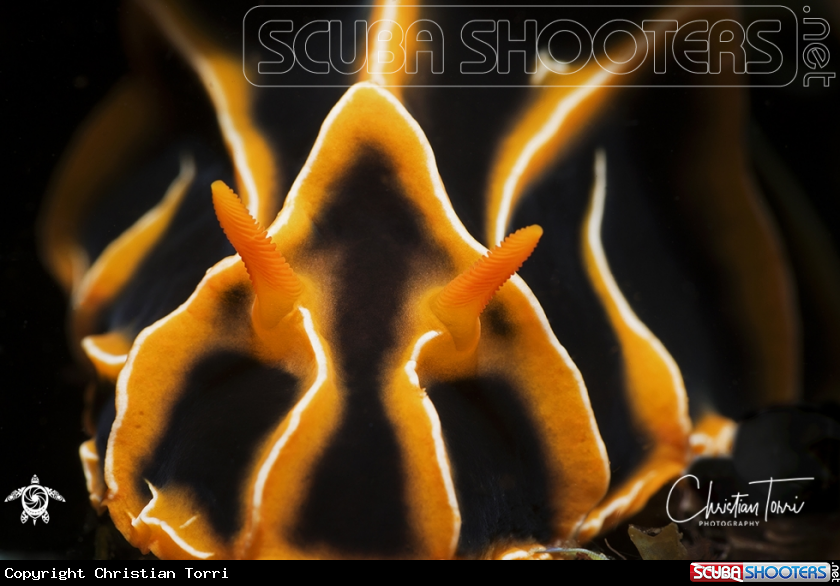 A reticulated wart slug