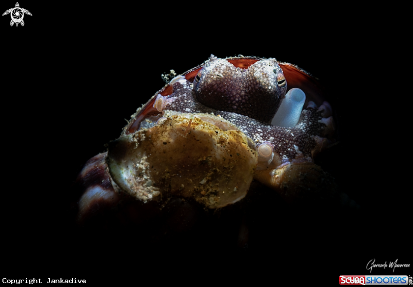 A Coconut octopus