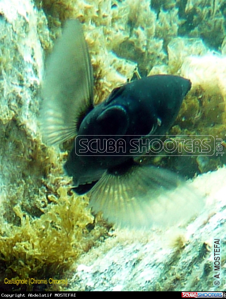 A underwater creature