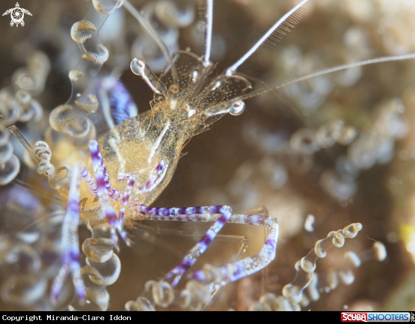 A Peterson Cleaner Shrimp