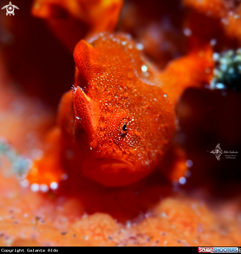 A Juvenil Frogfish