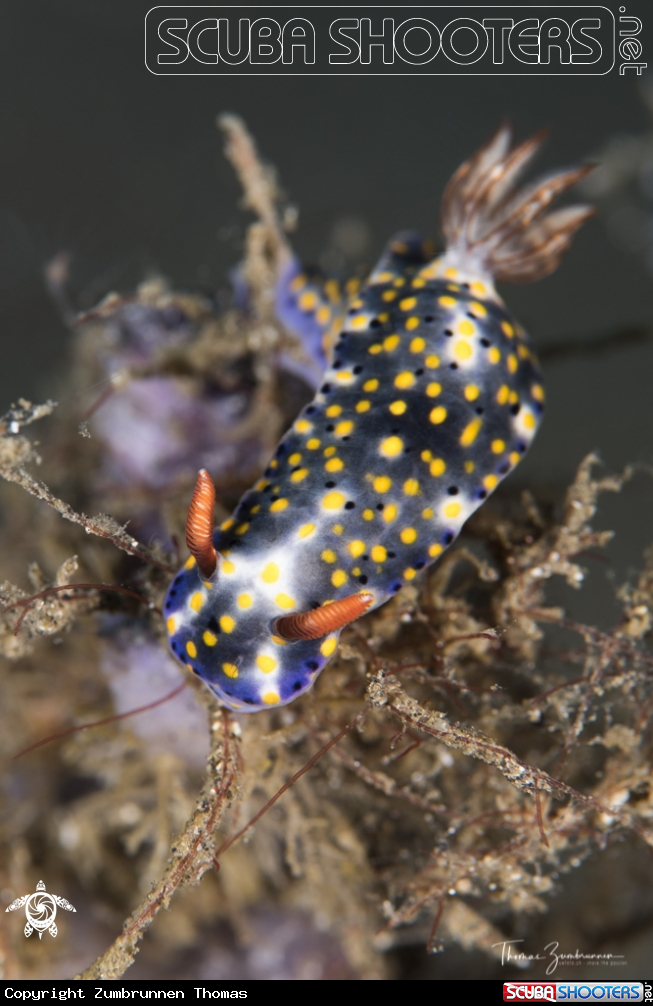 A Nudibranch 