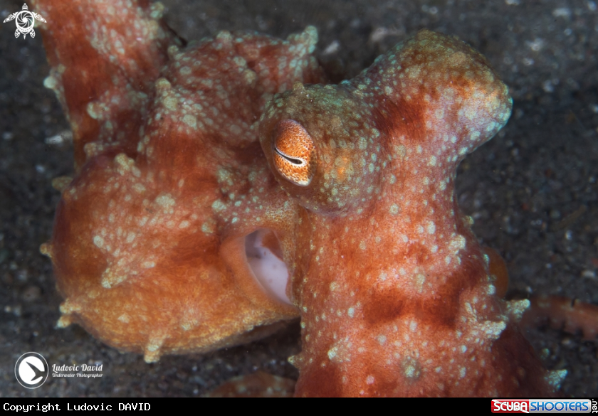 A Starry Night Octopus