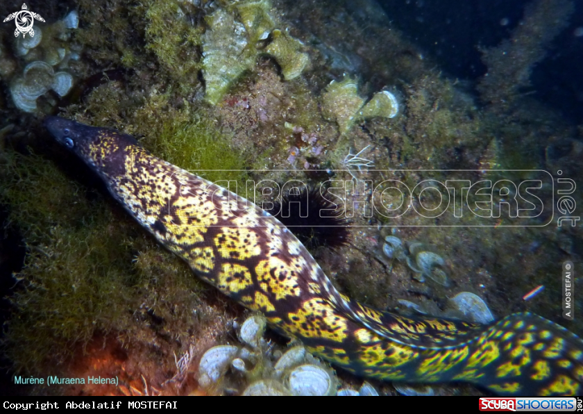 A underwater creature