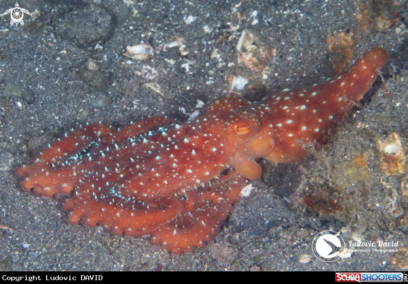 A Starry Night Octopus