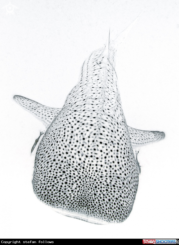 A Whale Shark
