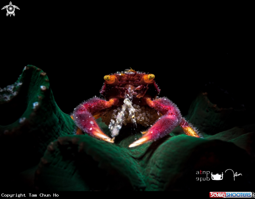 A Coral Crab
