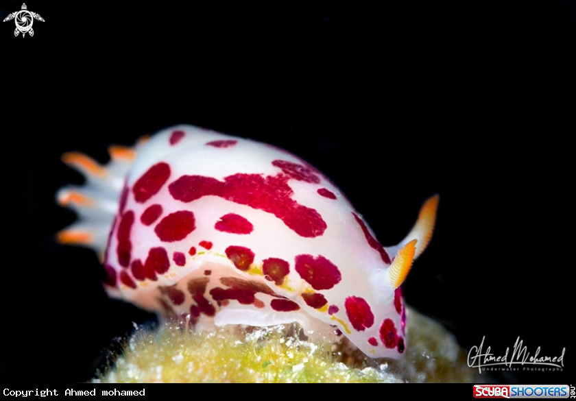 A Nudibranch 
