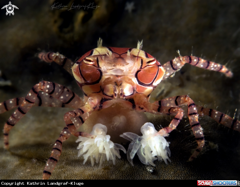 A Boxer Crab