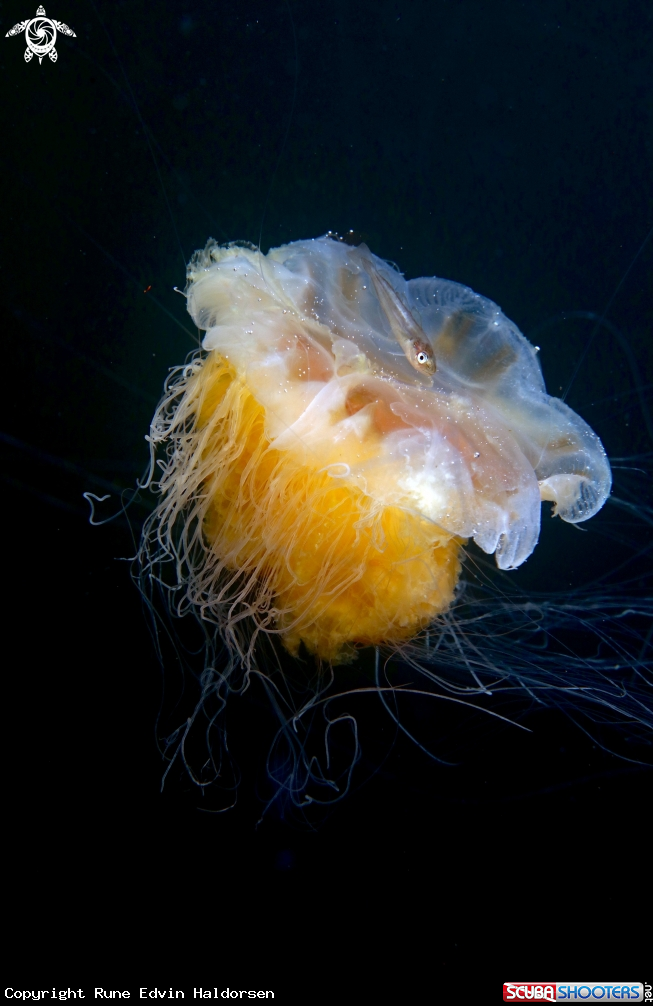 A Whitting