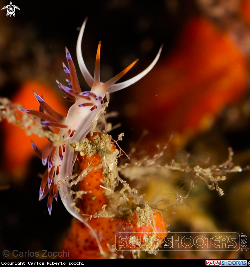 A Nudibranquio